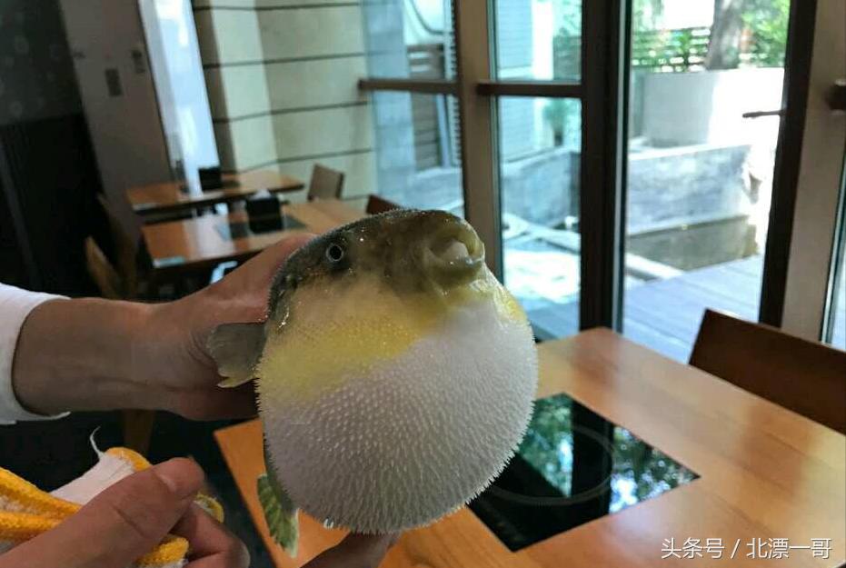 都说河豚有毒不能吃,京城这家专门做河豚的饭店火了