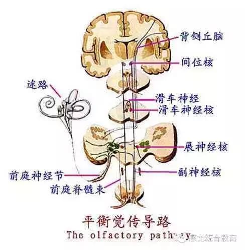 如何促进孩子前庭觉发育,前庭发育不良会影响智力吗
