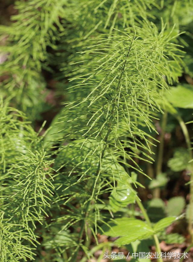 走进大兴安岭原始森林,探秘野生动物世界