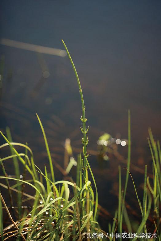走进大兴安岭原始森林,探秘野生动物世界