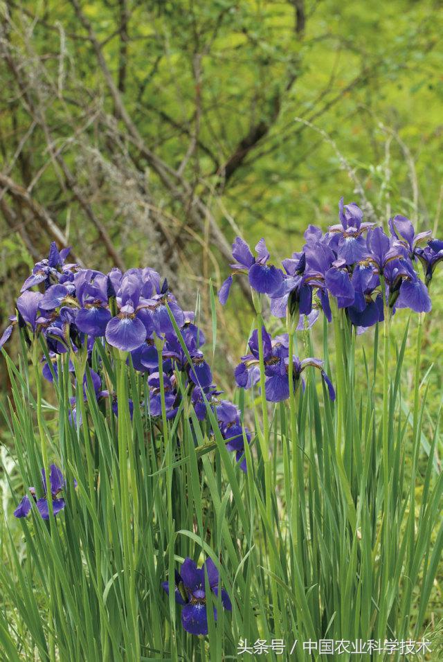 走进大兴安岭原始森林,探秘野生动物世界