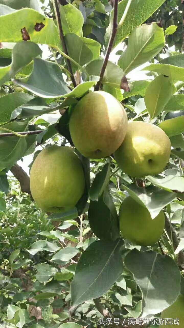 库尔勒香梨熟了!古尔邦节假期去库尔勒采香梨吧!只要4元每公斤