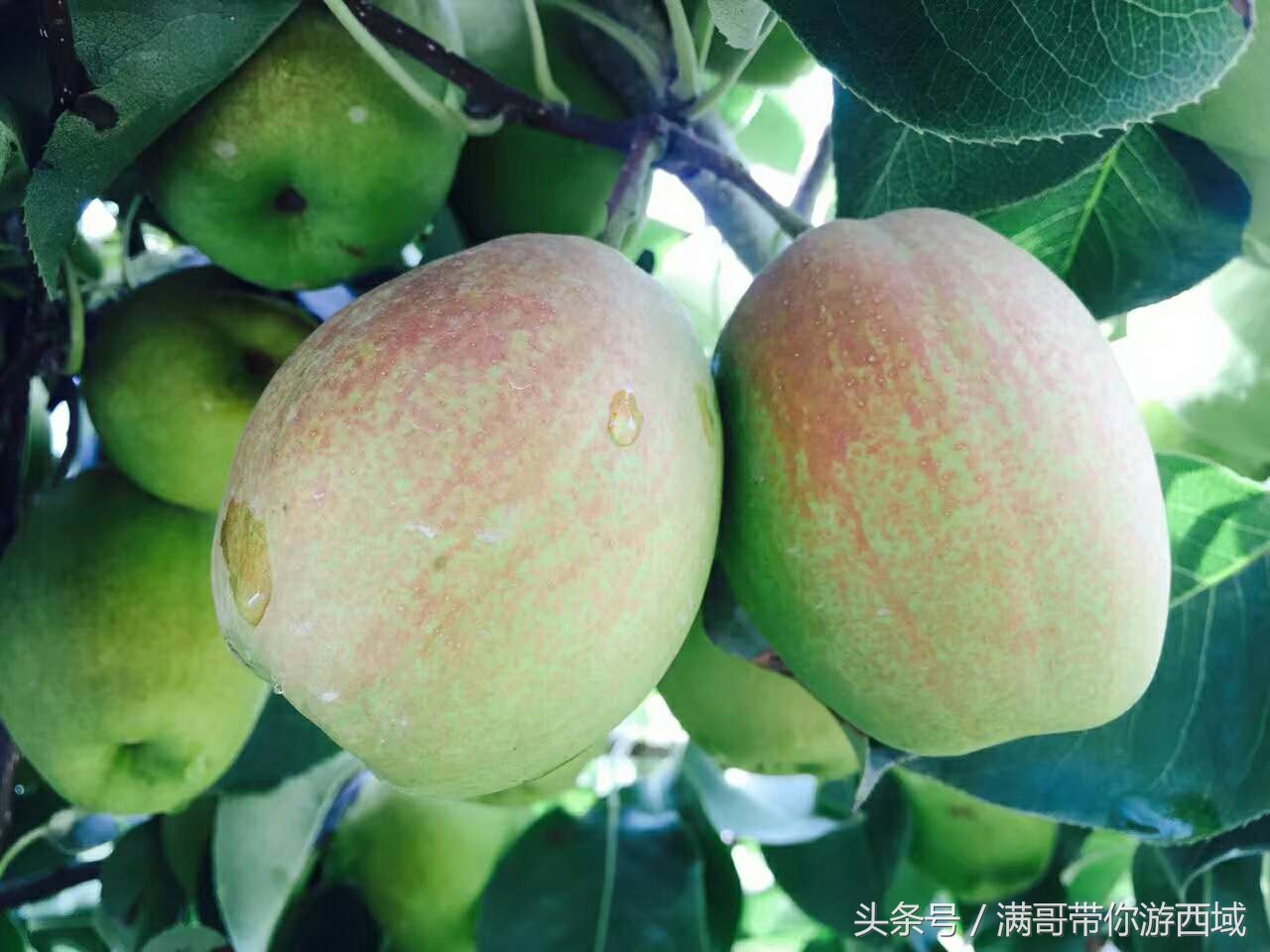 库尔勒香梨熟了!古尔邦节假期去库尔勒采香梨吧!只要4元每公斤