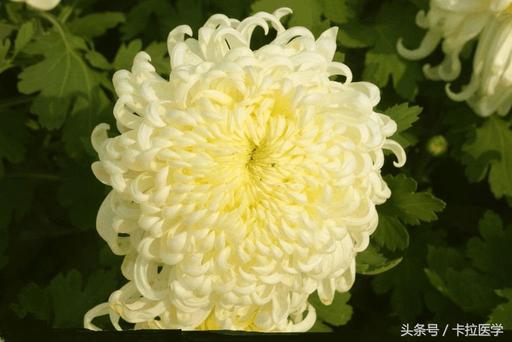 有些“菊花”的事您不好意思说,我帮你解答!