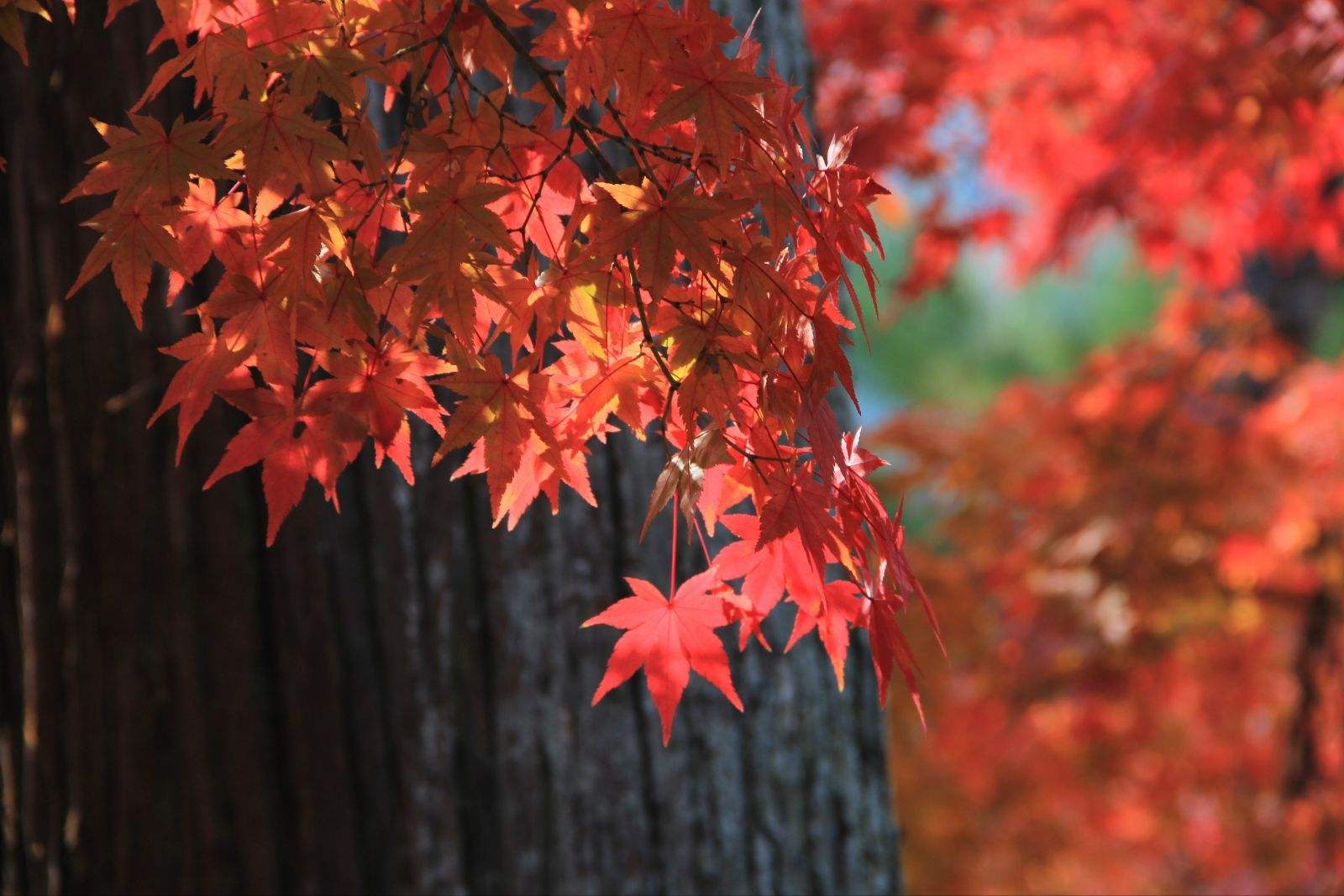 八月份定下的目标,秋季关西旅游攻略