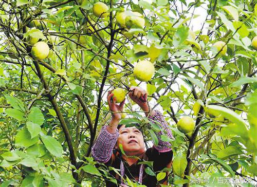 经常熬夜适合吃哪种水果,这四种水果能解暑常吃对皮肤也好