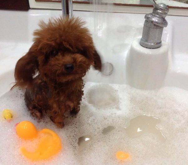 茶杯泰迪和茶杯犬有什么区别,茶杯犬该怎么养