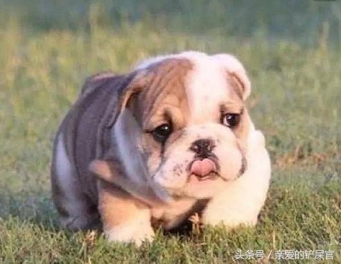 狗狗太胖了怎么办好,狗狗太胖会影响怀孕吗