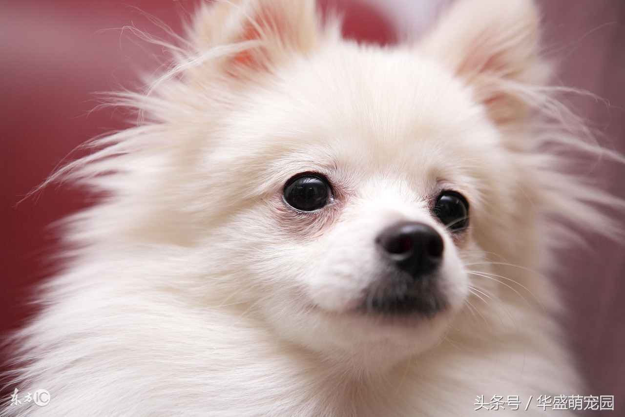 狗狗眼睛分泌物异常增多，到底是什么原因！