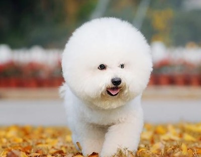 比熊耳朵护理,比熊泪痕怎么护理