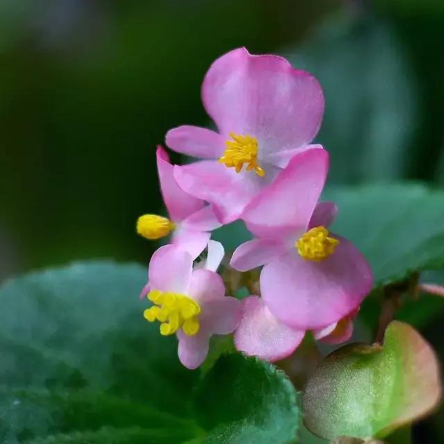 四季秋海棠什么时候剪枝,秋海棠为什么叶子皱