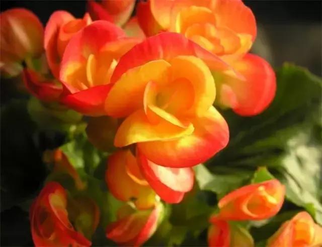 四季秋海棠什么时候剪枝,秋海棠为什么叶子皱