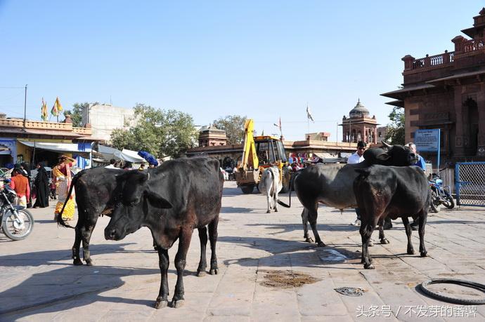 印度路上的牛是哪来的,印度牛满大街