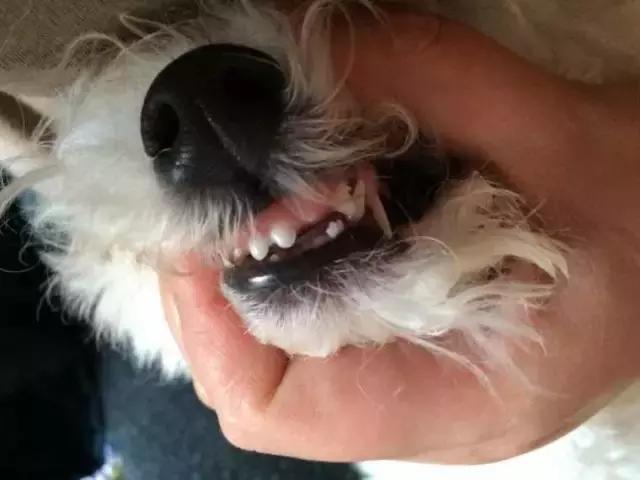 狗狗换牙乳牙不掉怎么办,泰迪狗狗几个月开始换牙