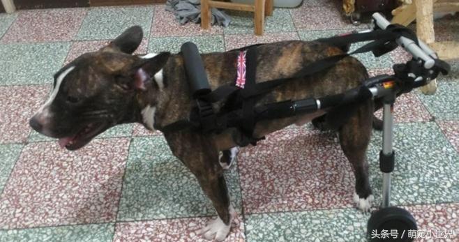 为了救助同伴小狗拼了命,为了追一个人脚受伤了