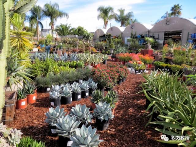 国外的多肉竟然是这个样子的,北京多肉大棚哪个大些好看