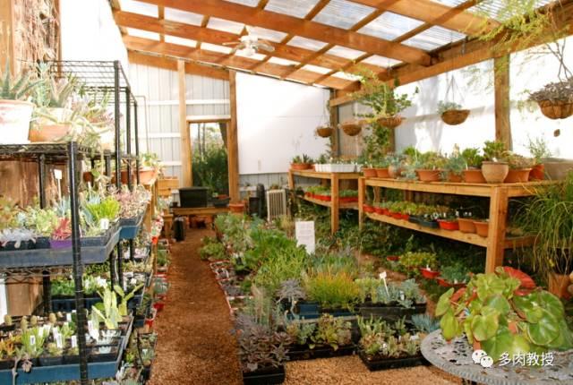 国外的多肉竟然是这个样子的,北京多肉大棚哪个大些好看