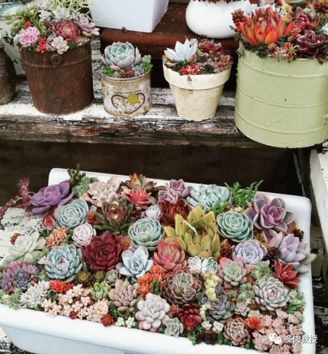 国外的多肉竟然是这个样子的,北京多肉大棚哪个大些好看