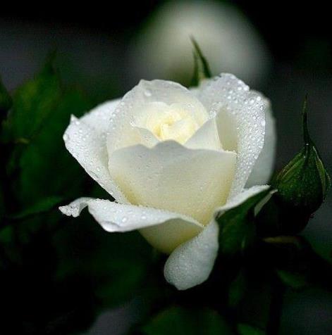 玫瑰花29支的花语,送花给女生玫瑰花语