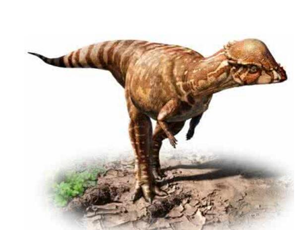 不同年代科学家推测恐龙的样子,恐龙的历史上有多少种类