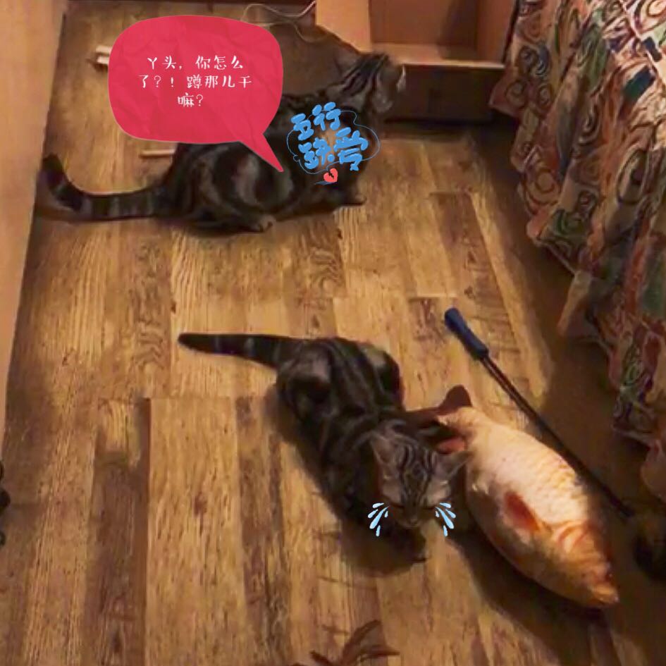 猫天生就不乱拉屎吗,猫天生就不吃鱼