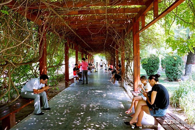 一花一叶总关情,一辆单车游古城,美哉正定!