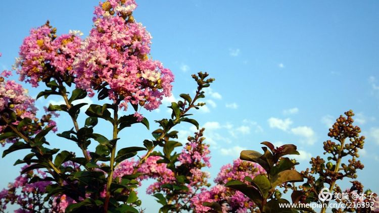 一花一叶总关情,一辆单车游古城,美哉正定!