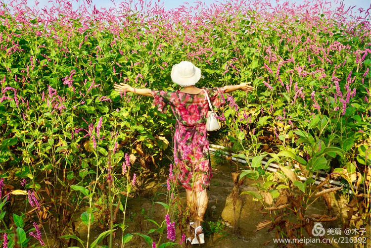 一花一叶总关情,一辆单车游古城,美哉正定!