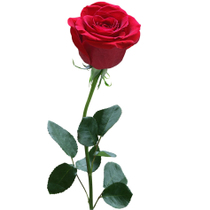 七夕节送女生什么礼物经济又实惠,七夕节送女生什么礼物有意义