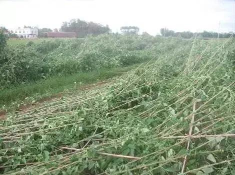台风“帕卡”如期而至，菜价终于全线上涨，广州江南0827菜价