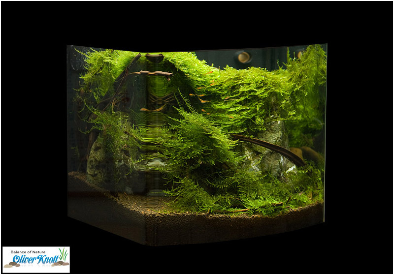 ada水草1.5米缸造景教程,oliverknott是什么