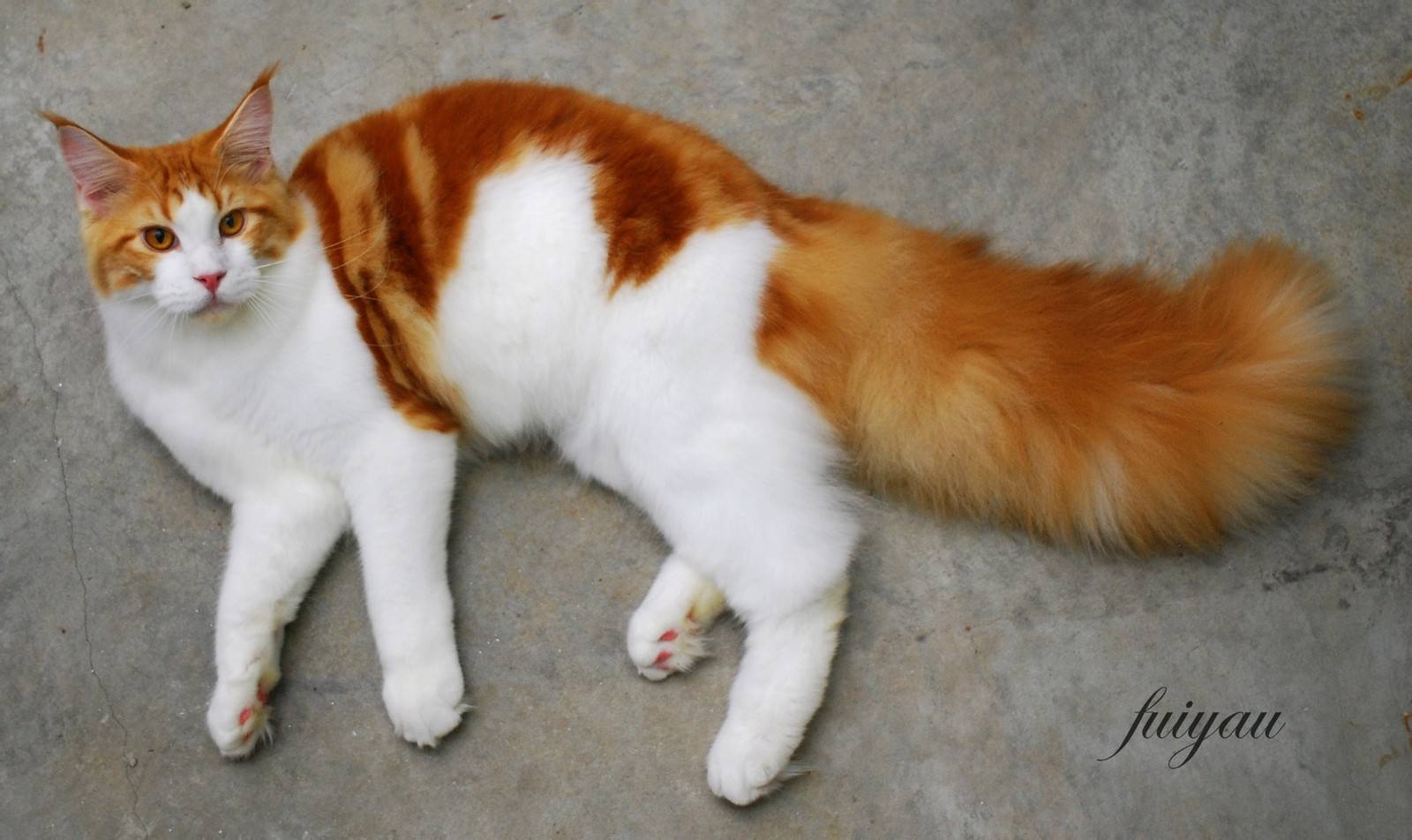 每日一猫全集播放,每日一猫完整版