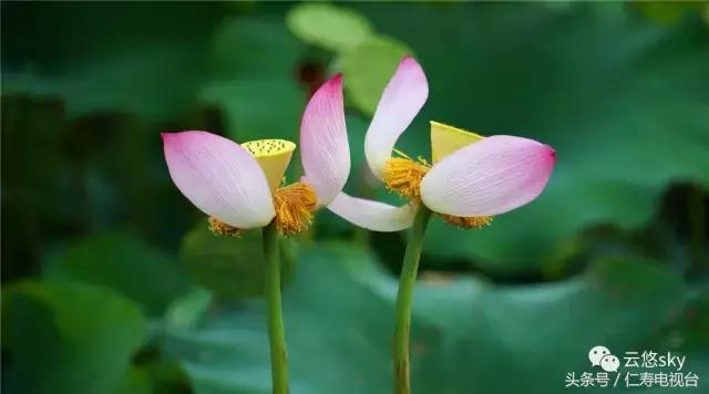 池上秋又来,荷花半成子,仁寿最美秋日荷塘