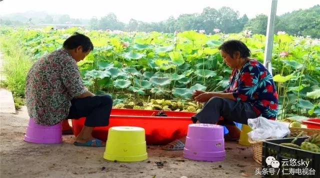 池上秋又来,荷花半成子,仁寿最美秋日荷塘