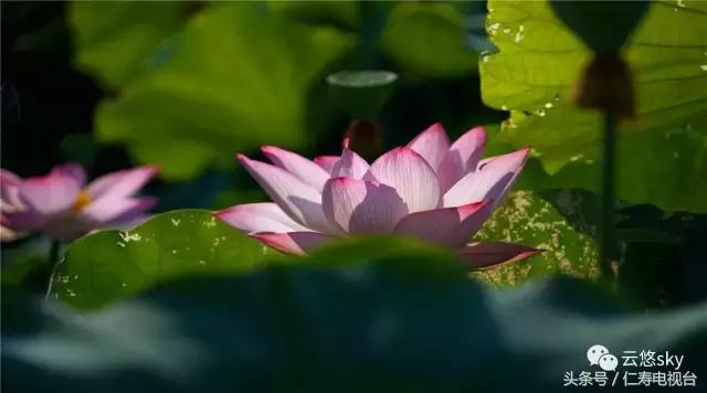 池上秋又来,荷花半成子,仁寿最美秋日荷塘