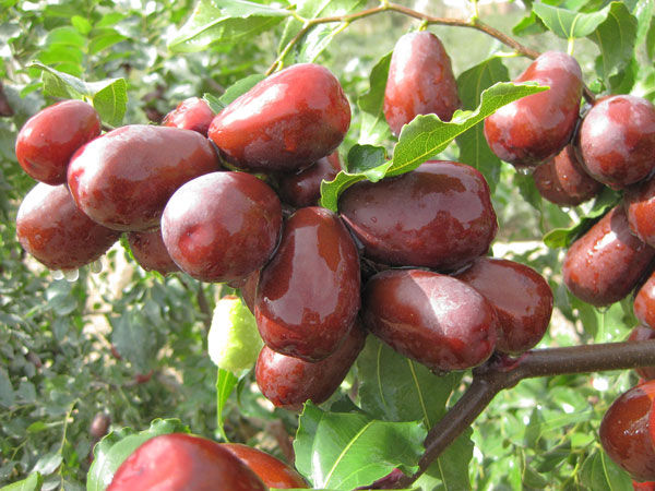 适合在湖南种植的枣子品种有哪些,我国枣树最多的地方