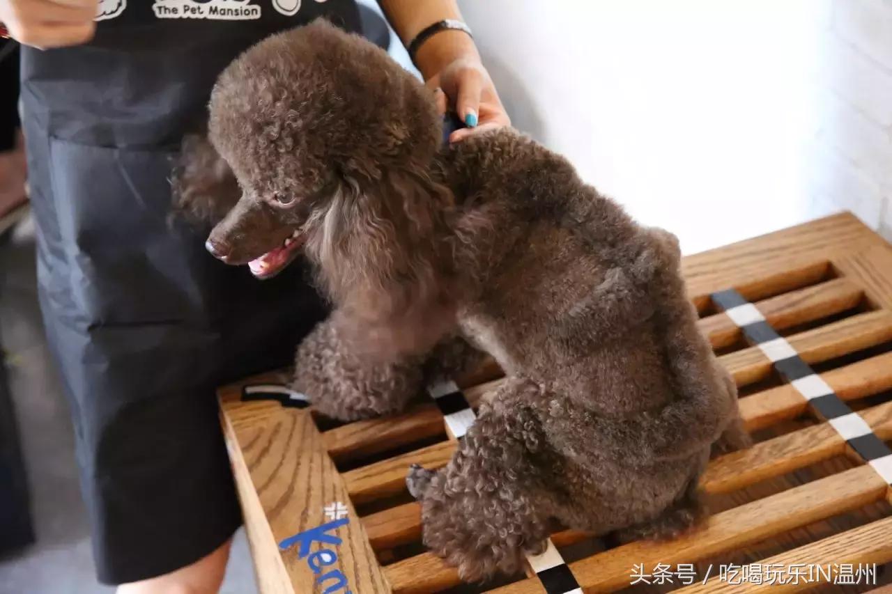 爱狗如命的女孩是什么心理,爱狗如命的女主角