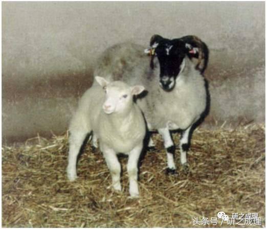 论文学语言的特征,学术论文的语言特点与写作风格