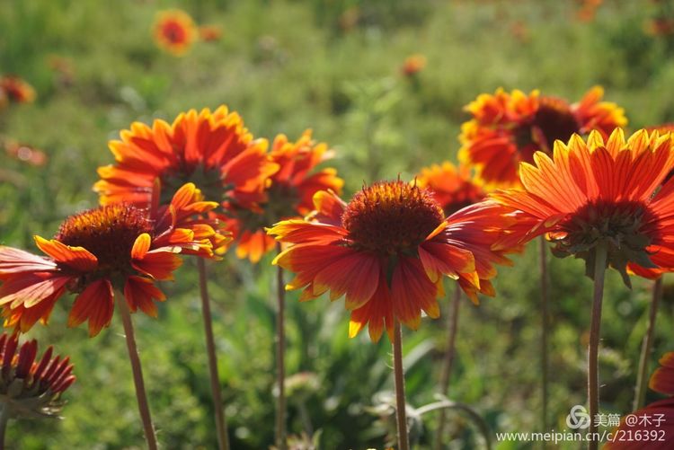 一花一叶总关情,一辆单车游古城,美哉正定!