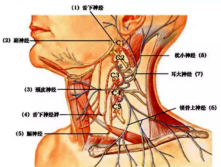 颈椎病为什么会引起头晕头痛恶心,颈椎会引起头疼打嗝吗