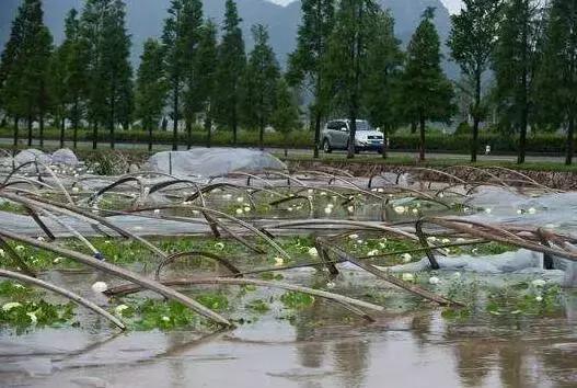 台风“帕卡”如期而至，菜价终于全线上涨，广州江南0827菜价