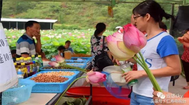 池上秋又来,荷花半成子,仁寿最美秋日荷塘