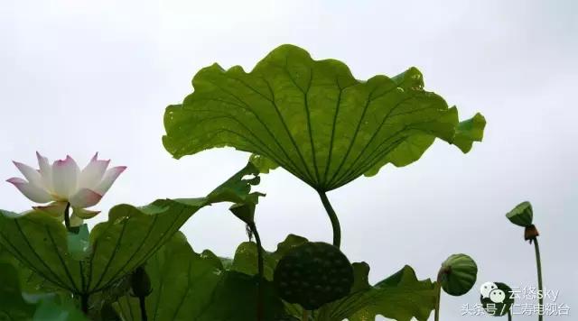 池上秋又来,荷花半成子,仁寿最美秋日荷塘