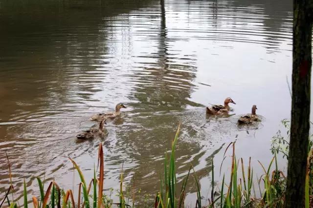 南岸区适合游玩的乡村,南岸乡村旅游
