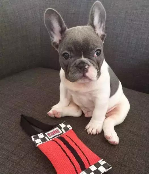 斗牛犬饲养知识,斗牛犬生产注意事项