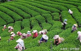 推荐一款台湾高山茶,最正宗原装进口的台湾高山茶