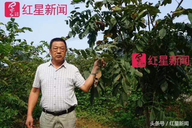 真相调查:文玩核桃再步玛卡后尘?从几万元一对到5元没人要?