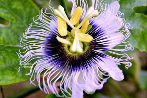 鸡蛋果吃了好不好,鸡蛋果如果不熟吃了会怎么样