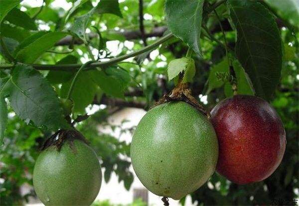 鸡蛋果吃了好不好,鸡蛋果如果不熟吃了会怎么样