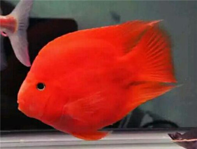 鹦鹉鱼长黑斑怎么办？鹦鹉鱼黑斑病的治疗方法及原因介绍！